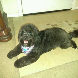 Meet your Posher, Arnold